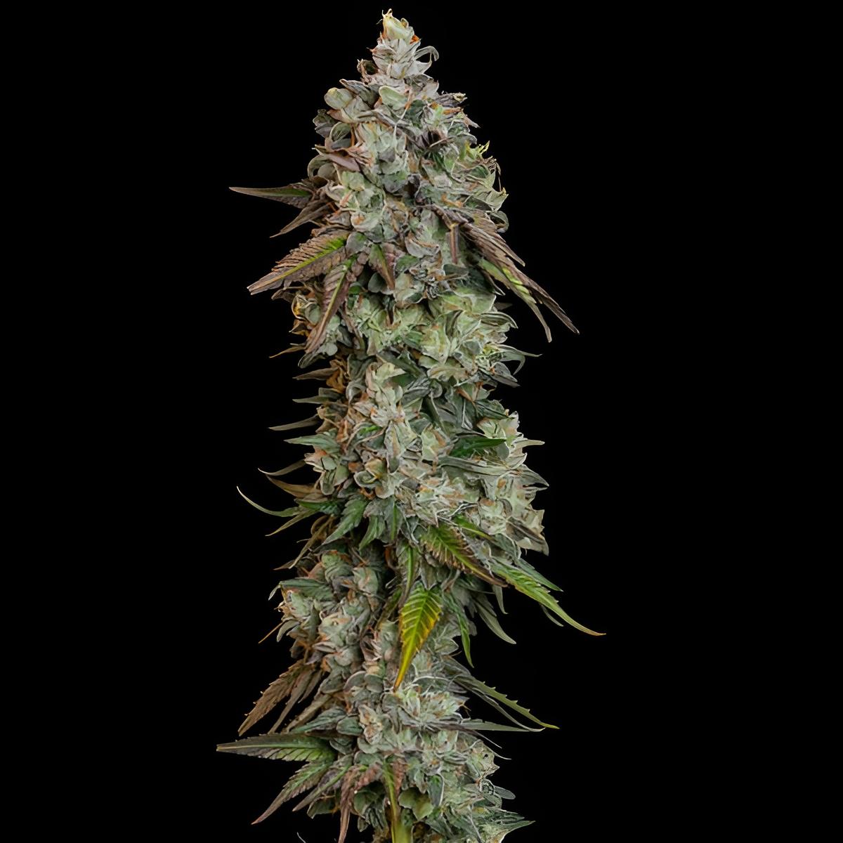 OG Kush (3 Stk.): Feminisierte Indica-Dominante Cannabissorte mit 19% THC und Hohem Ertrag