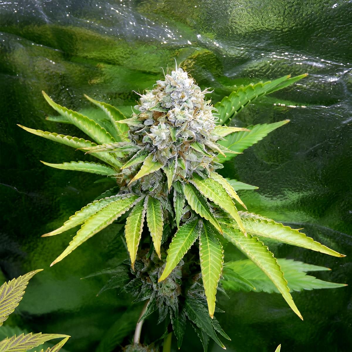 OG Kush (3 Stk.): Feminisierte Indica-Dominante Cannabissorte mit 19% THC und Hohem Ertrag