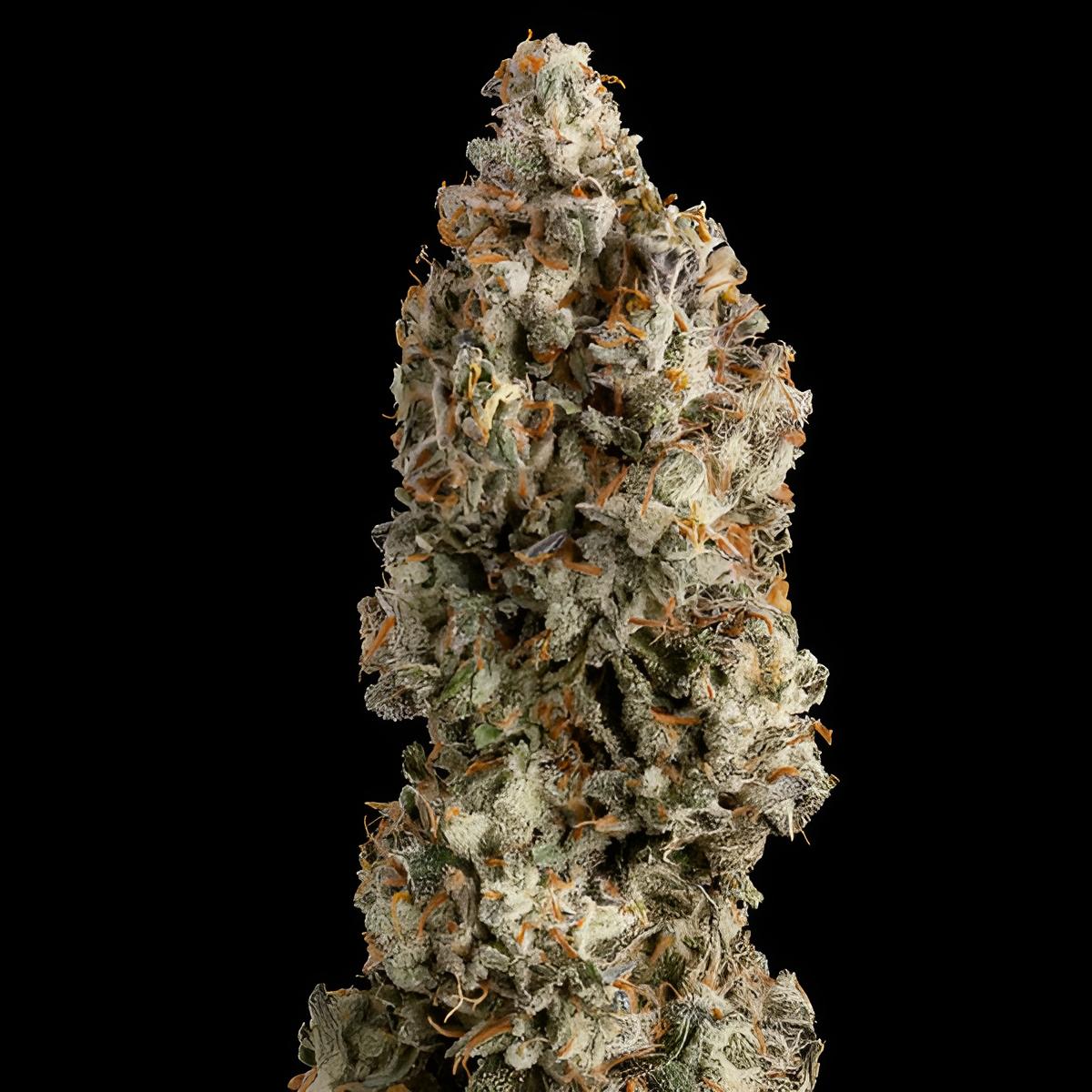 OG Kush (3 Stk.): Feminisierte Indica-Dominante Cannabissorte mit 19% THC und Hohem Ertrag