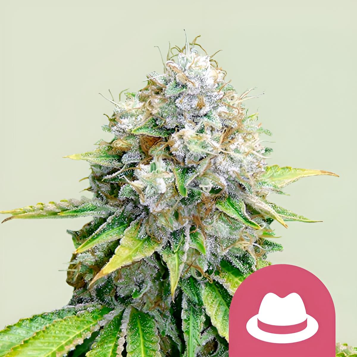 OG Kush (3 Stk.): Feminisierte Indica-Dominante Cannabissorte mit 19% THC und Hohem Ertrag