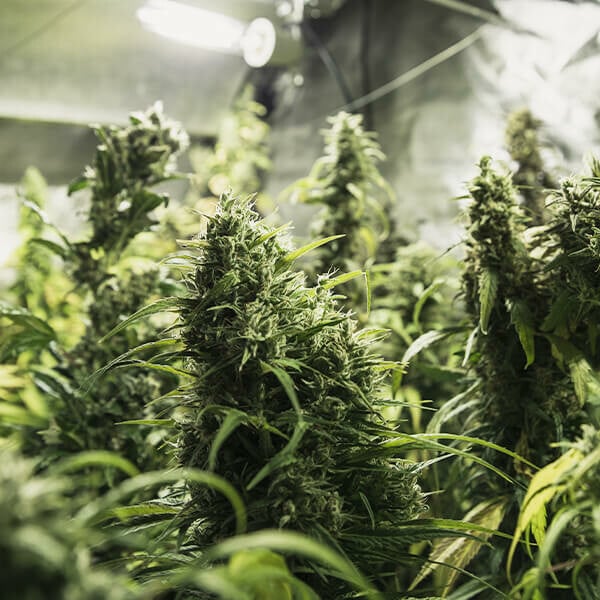 Painkiller XL Cannabis-Samen