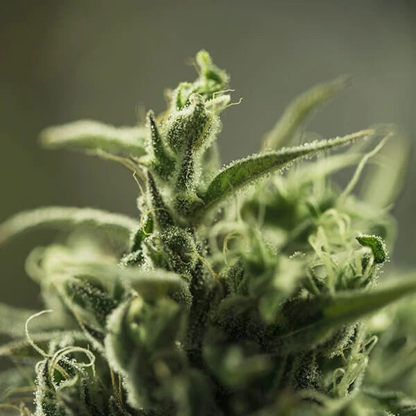 Painkiller XL Cannabis-Samen