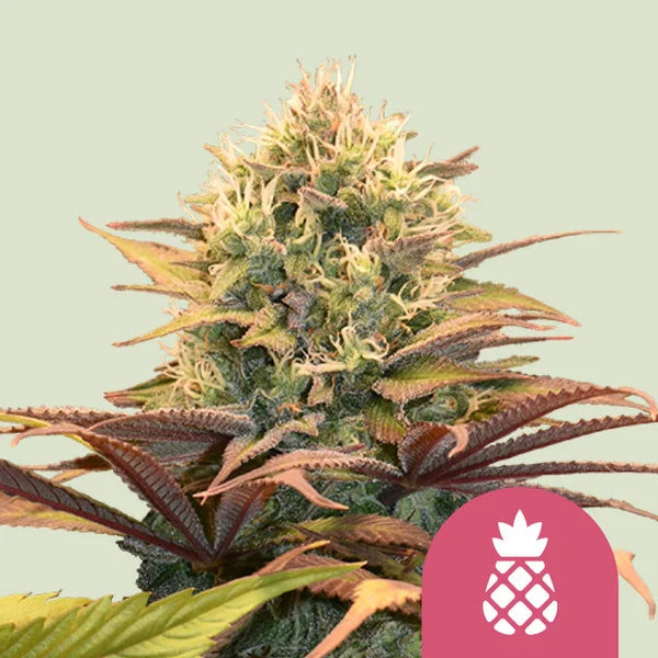 Pineapple Kush Cannabis-Samen