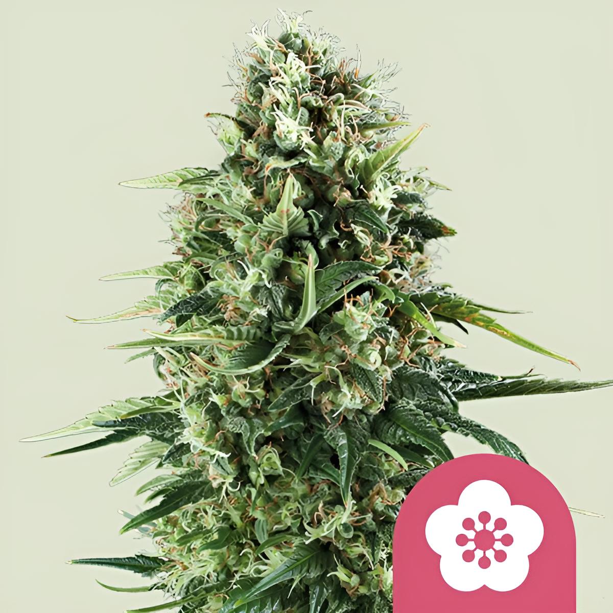 Power Flower: Premium Photoperiodische Cannabissamen