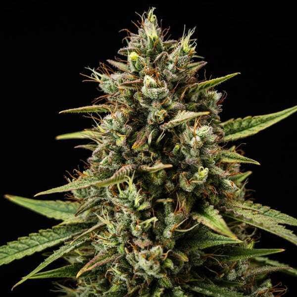 Purple Lemonade 3 Stk