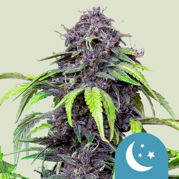 Purplematic CBD 3Stk