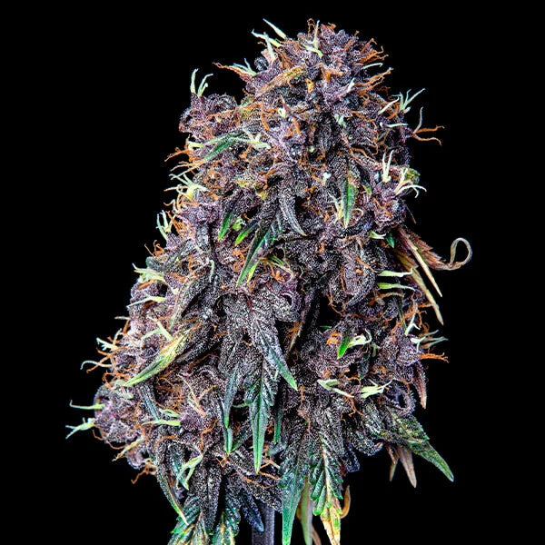 Purplematic CBD 3Stk