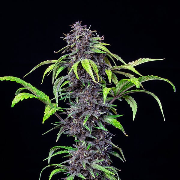 Purplematic CBD 3Stk
