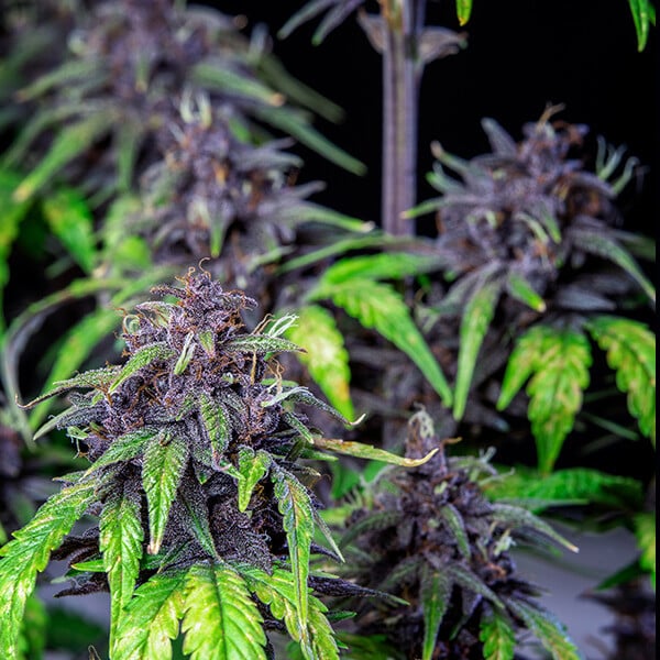 Purplematic CBD 3Stk