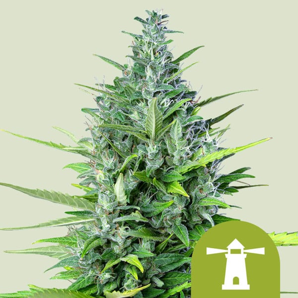 Royal Haze Auto Cannabis-Samen