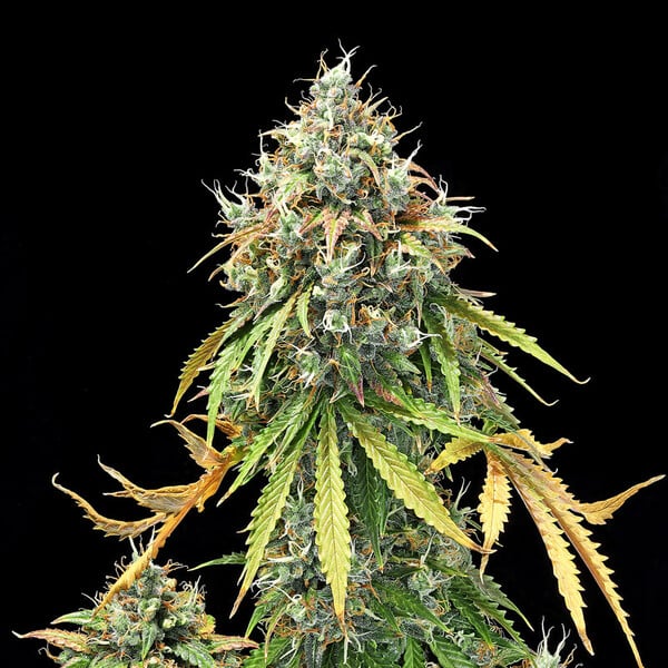 Royal Haze Auto Cannabis-Samen