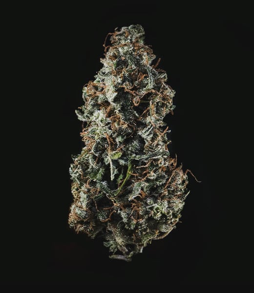 Royal Haze Auto Cannabis-Samen