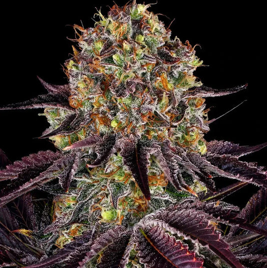Runtz X Layer Cake - Barneys Farm - 5 Stk