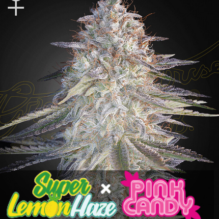 Super Lemon Haze Pink Candy - Greenhouse Seeds - 3 Stk