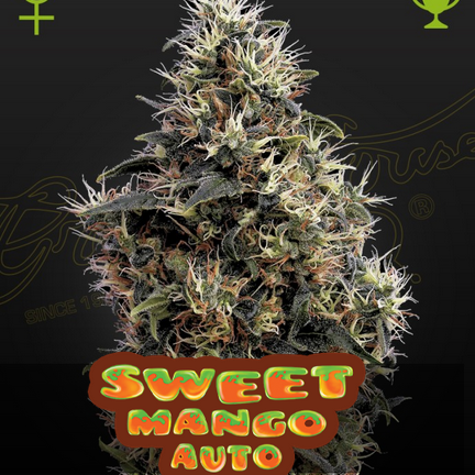 Sweet Mango Auto - Greenhouse Seeds - 3 Stk