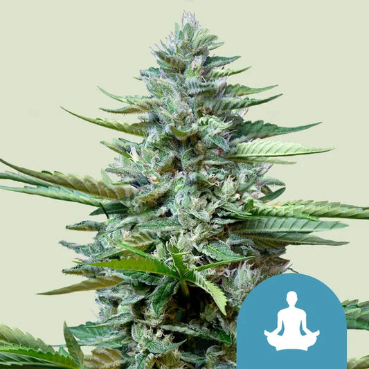 Stress Killer Auto - RQS - 3 Stk