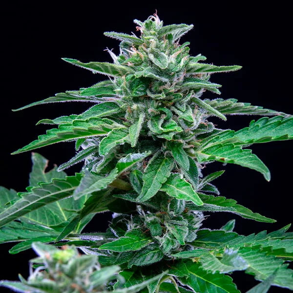 Stress Killer Auto - RQS - 3 Stk