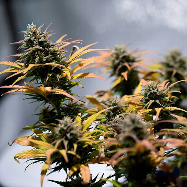 Stress Killer Auto - RQS - 3 Stk