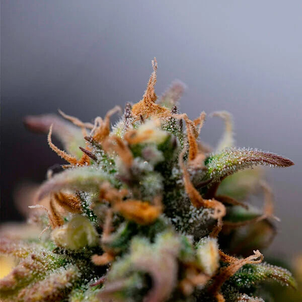 Stress Killer Auto - RQS - 3 Stk