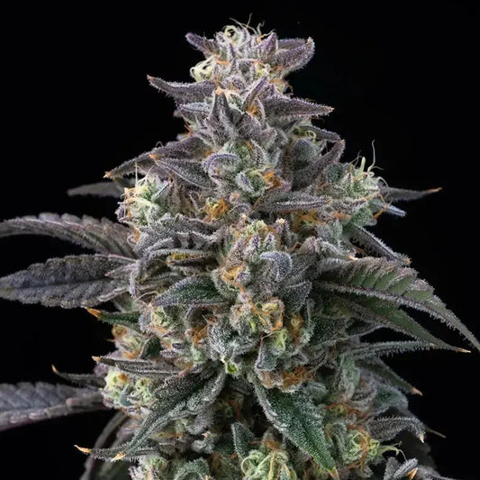 Super Boof - Barneys Farm - 3 Stk