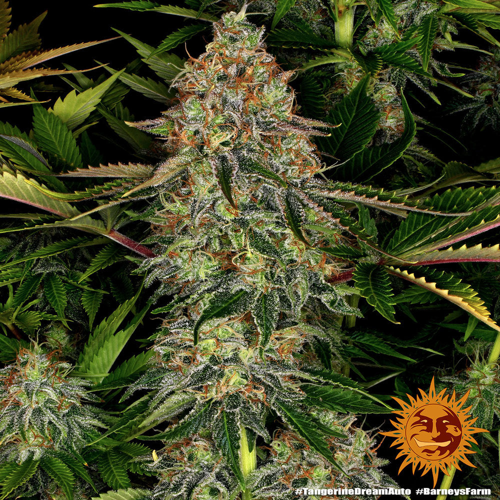Tangerine Dream Auto - Barneys Farm - 3 Stk