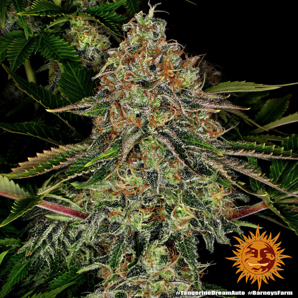 Tangerine Dream Auto - Barneys Farm - 3 Stk