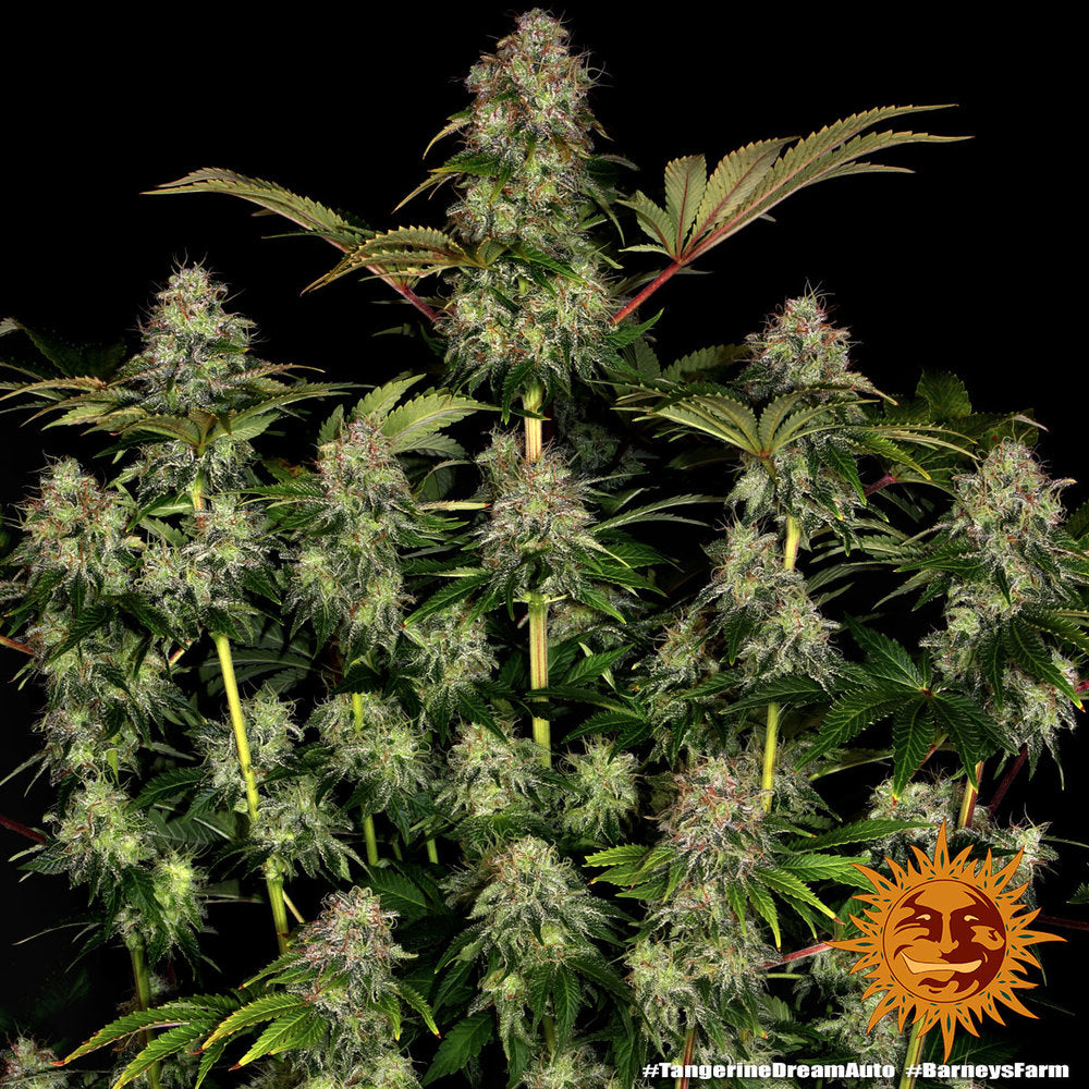 Tangerine Dream Auto - Barneys Farm - 3 Stk