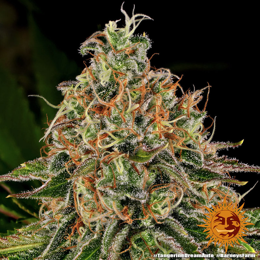 Tangerine Dream Auto - Barneys Farm - 3 Stk