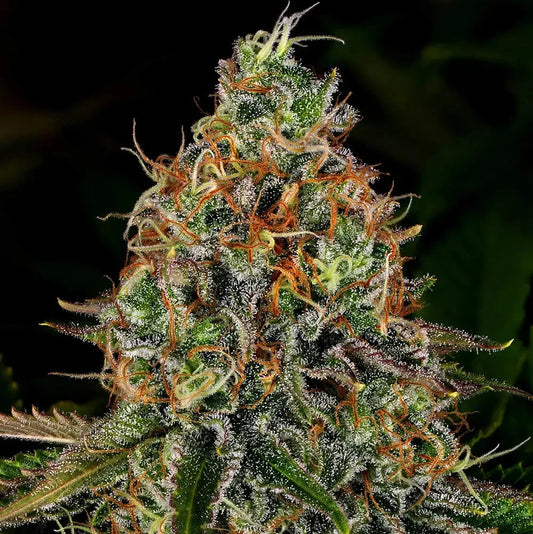 Tangerine Dream Auto - Barneys Farm - 3 Stk