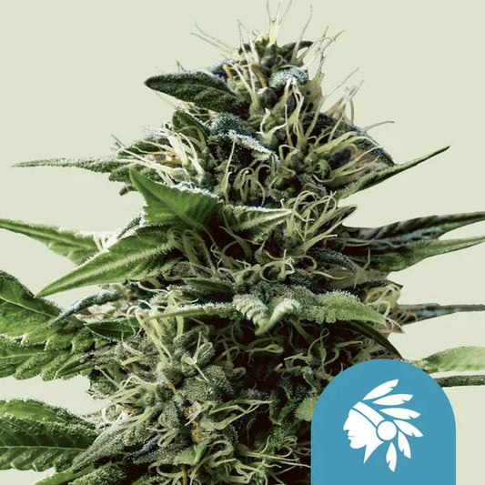Tatanka CBD - RQS - 3 Stk