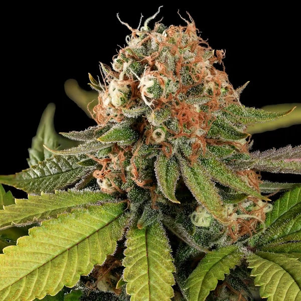Tatanka CBD - RQS - 3 Stk