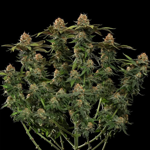 Tatanka CBD - RQS - 3 Stk