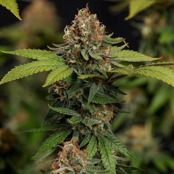 Tatanka CBD - RQS - 3 Stk