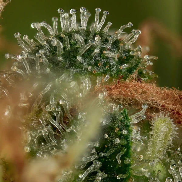 Tatanka CBD - RQS - 3 Stk