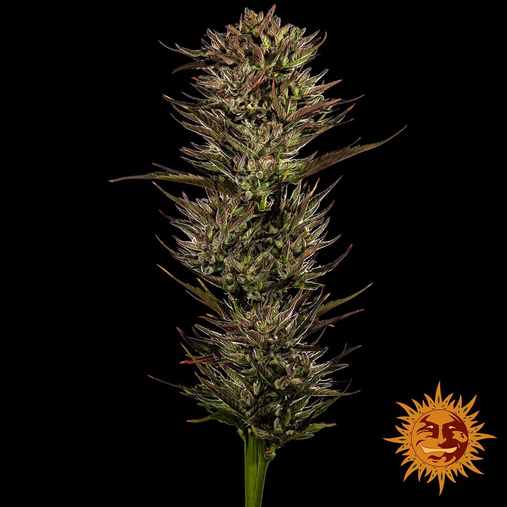 Thin Mint x Sour Pinot Auto - Barneys Farm - 3 Stk