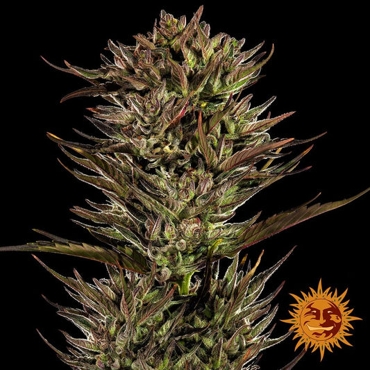 Thin Mint x Sour Pinot Auto - Barneys Farm - 3 Stk
