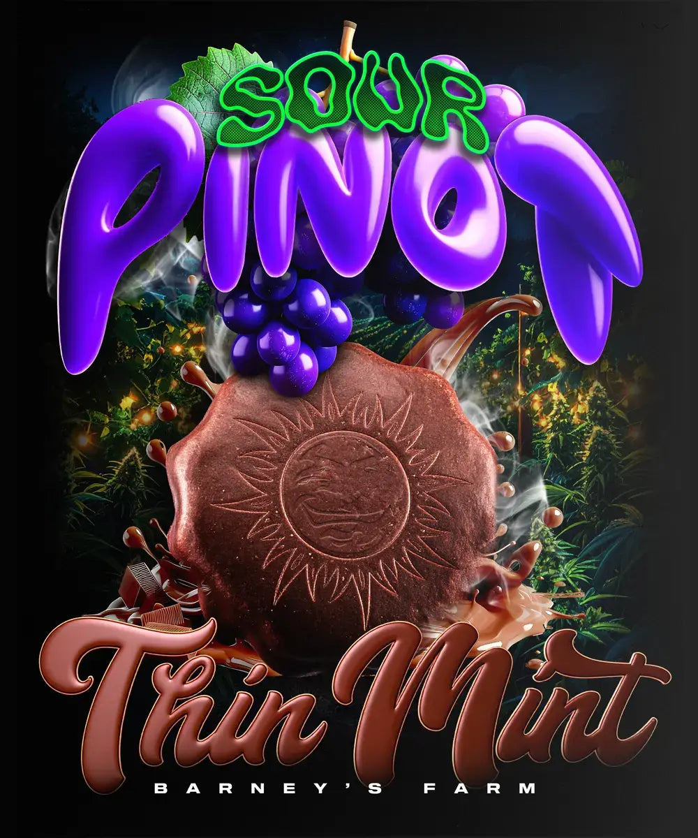 Thin Mint x Sour Pinot Auto - Barneys Farm - 3 Stk