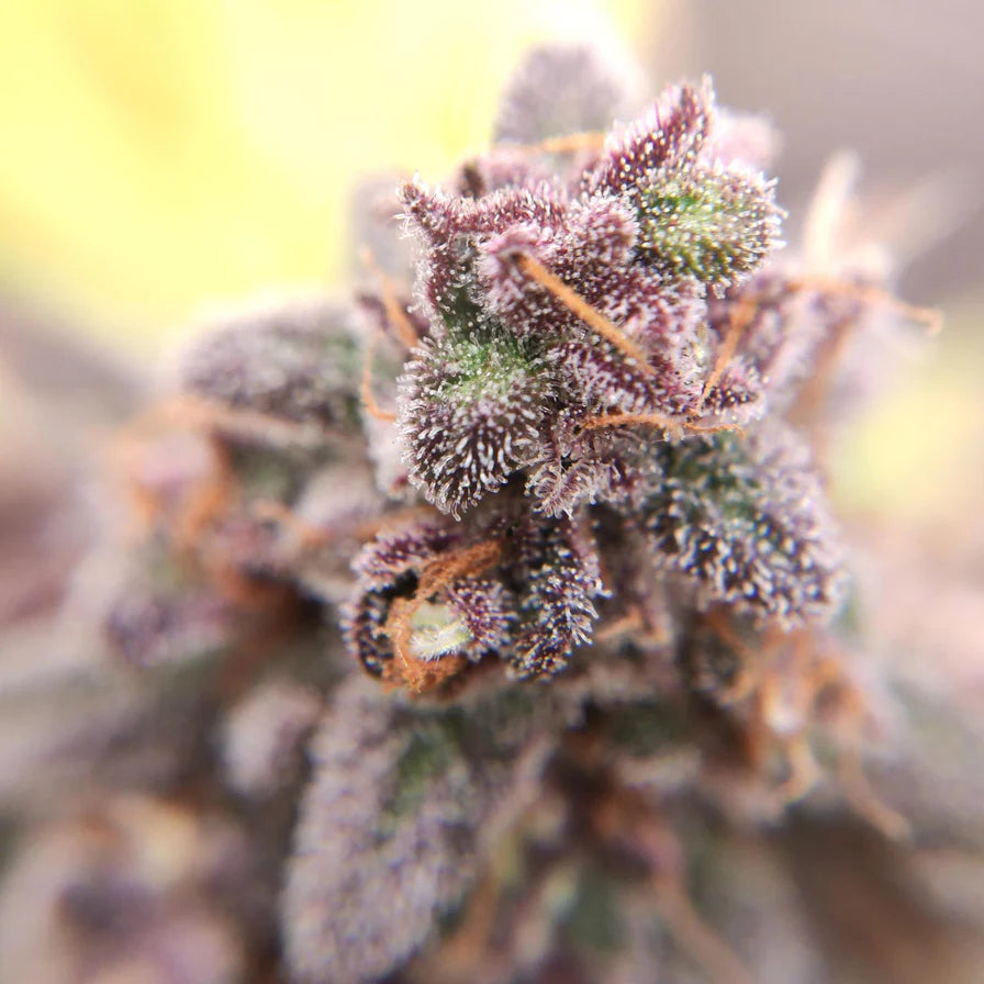 Purple Frost – Ausgewogener Hybrid 70/30 (Sativa/Indica) mit 24-26% THC