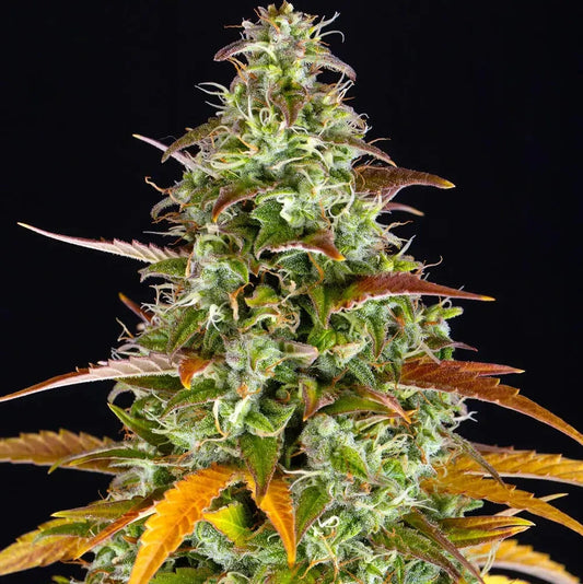 Watermelon Skittlez Auto - Barneys Farm - 3 Stk