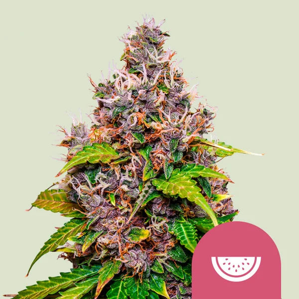 Watermelon-Samen – Feminisierte Cannabis-Sorte mit 22% THC