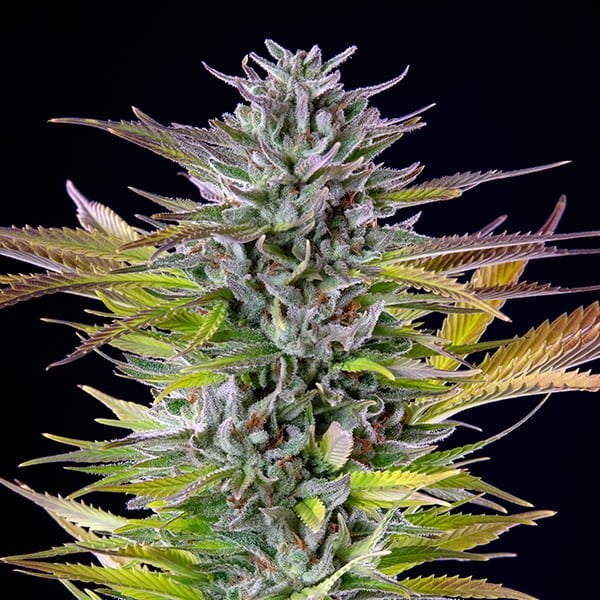Watermelon-Samen – Feminisierte Cannabis-Sorte mit 22% THC