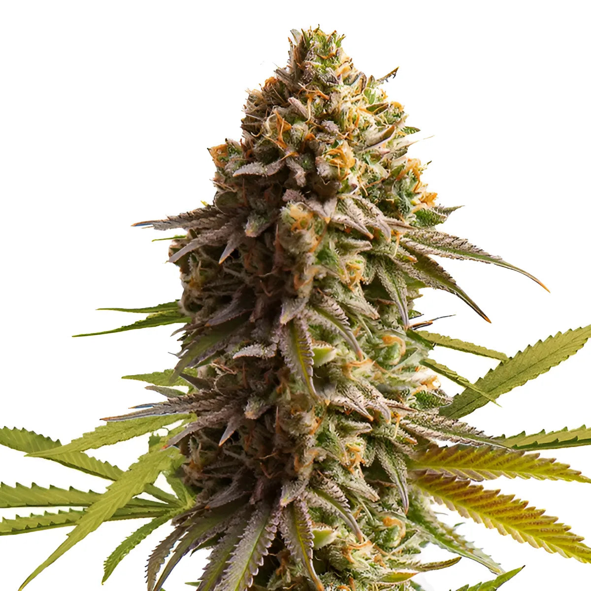 Wedding Cake - RQS - 3 Stk