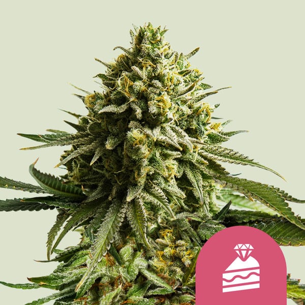 Wedding Cake Cannabis-Samen