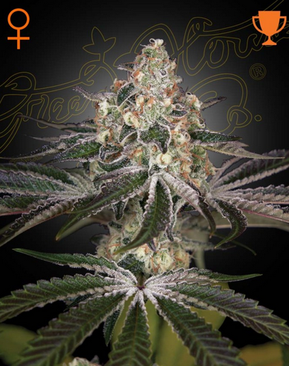 White Widow - Green House Seeds - 3 Stk